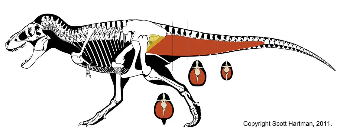 Skeletal reconstruction of Tyrannosaurus with the caudofemoralis muscle and tail cross-sections shown in red