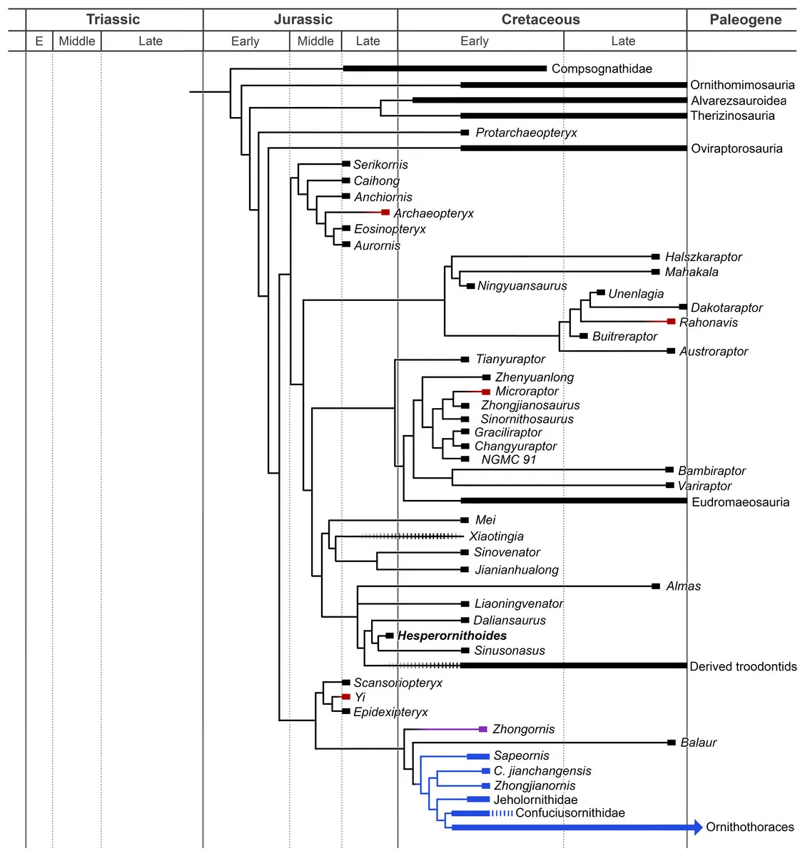 Time-calibrated phylogeny of paravian theropods, with avialans highlighted in blue